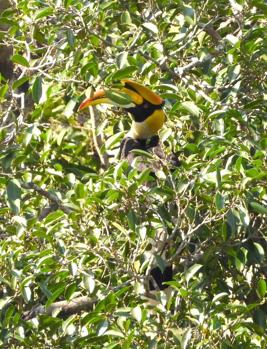 Büyük Boynuzgaga - ML647548011