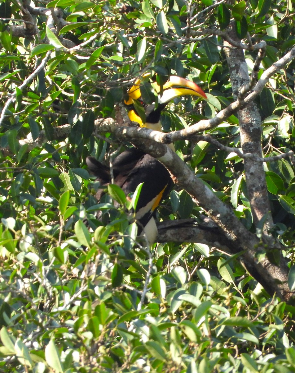 Büyük Boynuzgaga - ML647548012