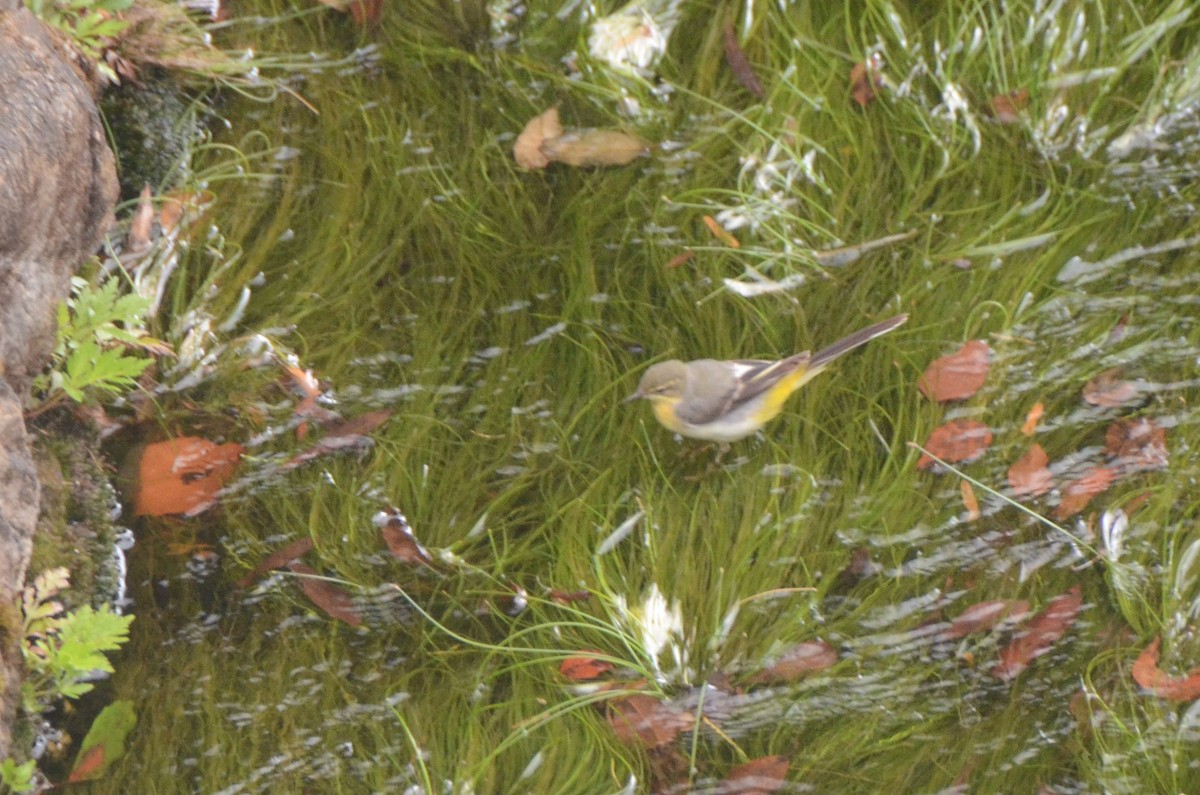 Dağ Kuyruksallayanı - ML647548014