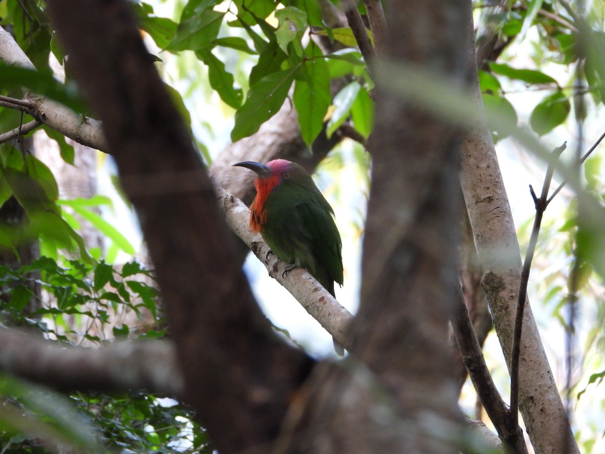 Kırmızı Sakallı Arıkuşu - ML647548018