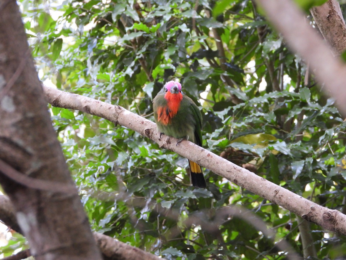 Kırmızı Sakallı Arıkuşu - ML647548019