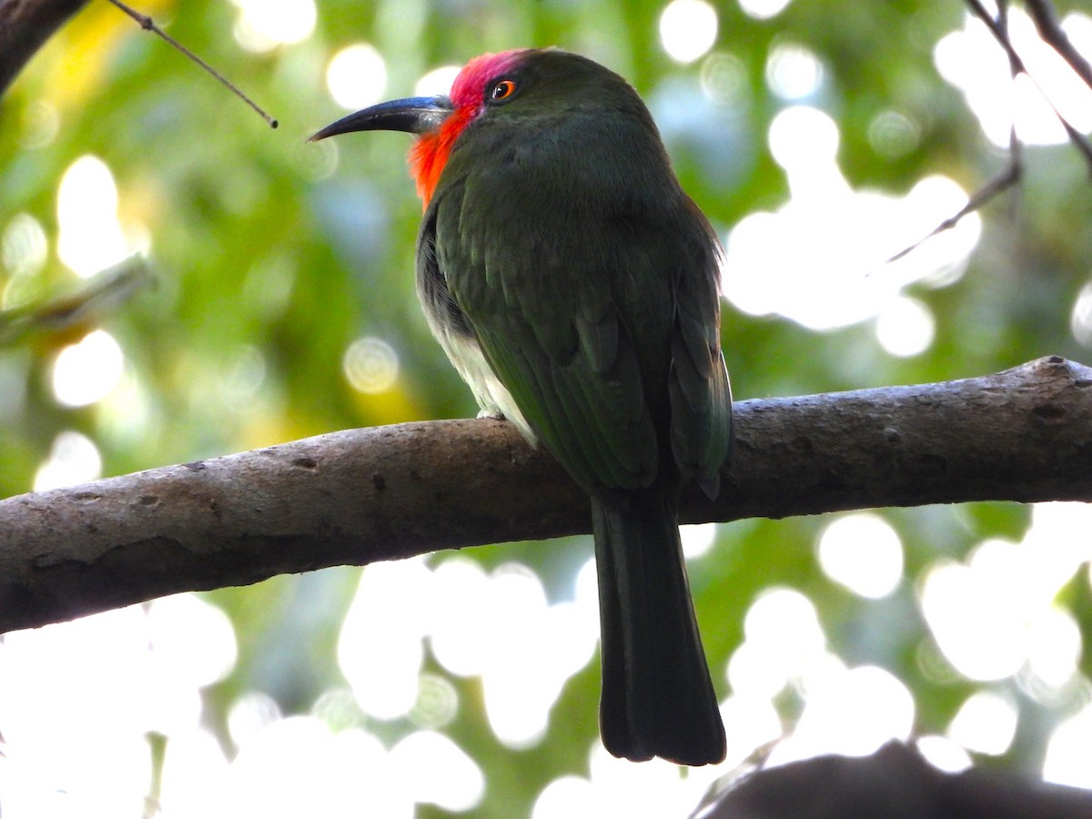 Kırmızı Sakallı Arıkuşu - ML647548020