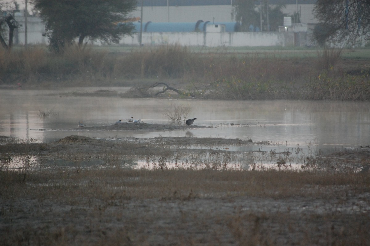 Sakarmeke - ML647548026