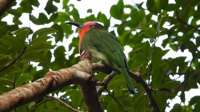 Kırmızı Sakallı Arıkuşu - ML647548028