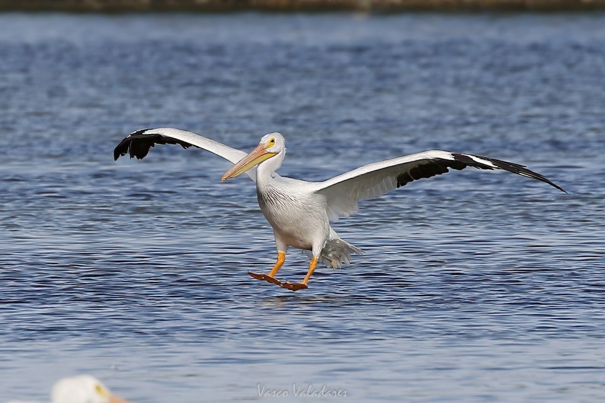 American White Pelican - ML647548032