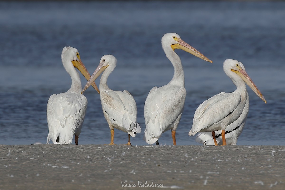 American White Pelican - ML647548036