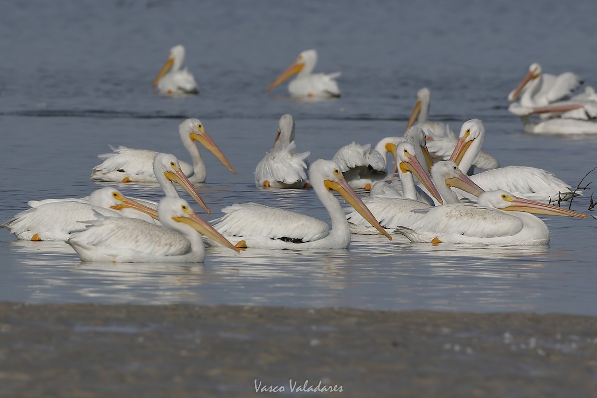 American White Pelican - ML647548039