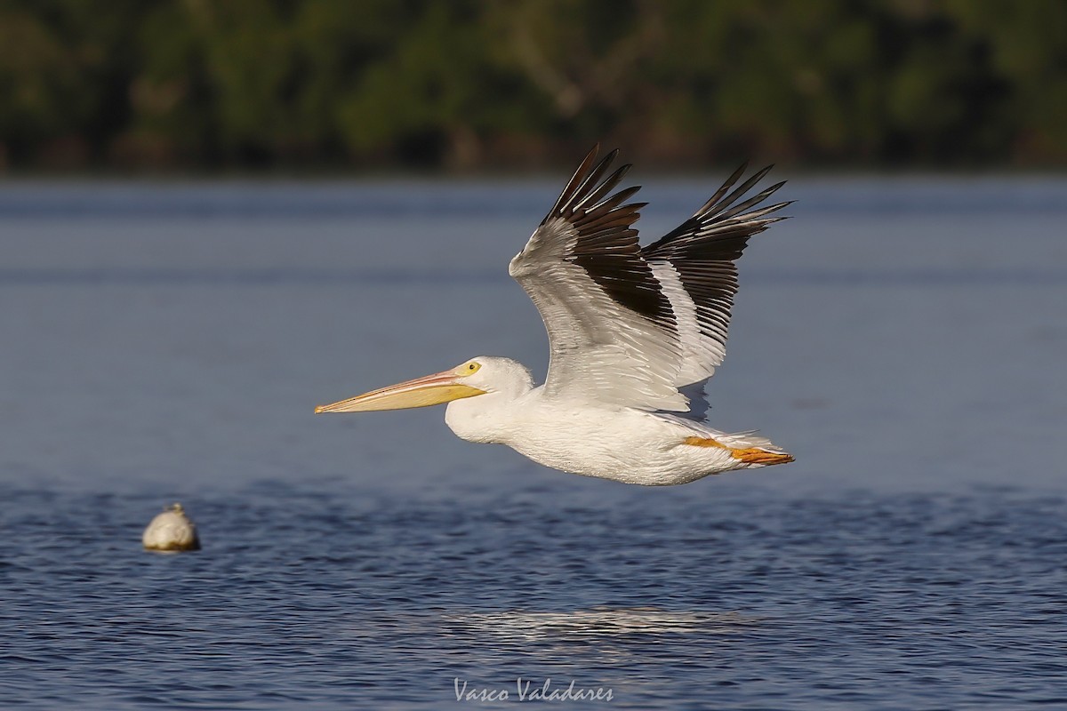 American White Pelican - ML647548044