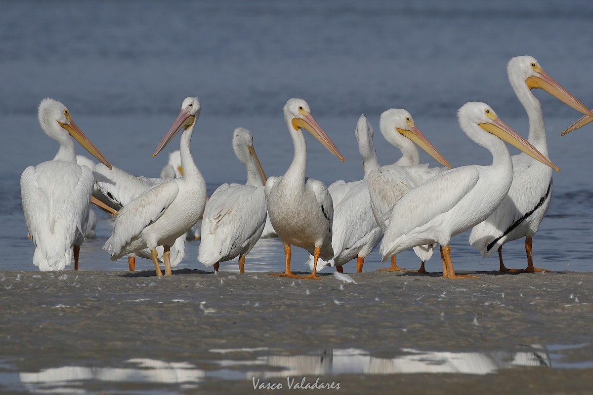 American White Pelican - ML647548046