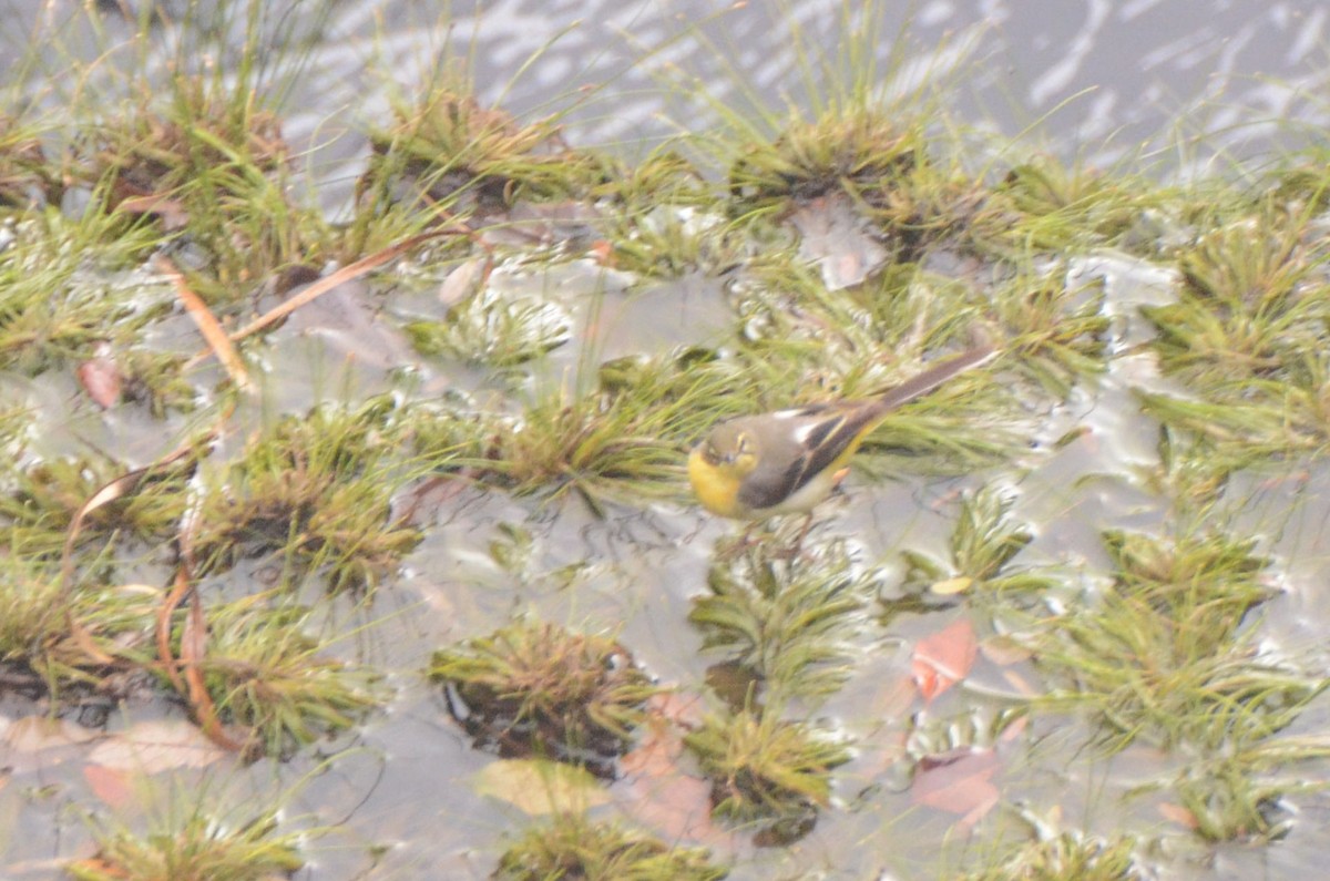 Gray Wagtail - ML647548052