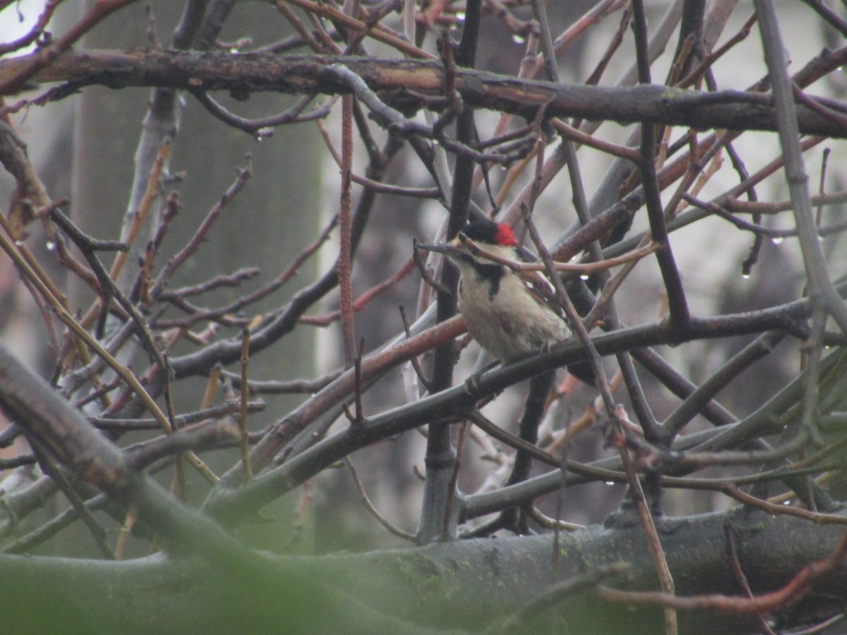 Syrian Woodpecker - ML647548053