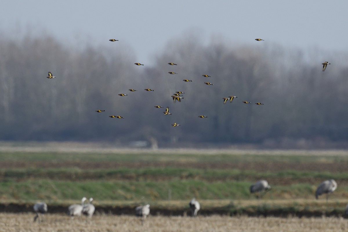 European Goldfinch - ML647548054