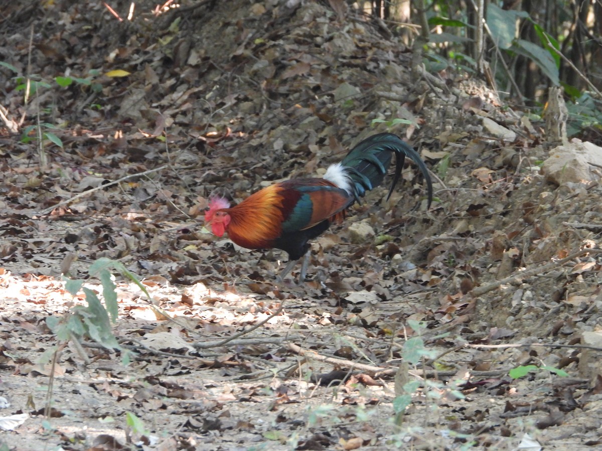 Red Junglefowl - ML647548056