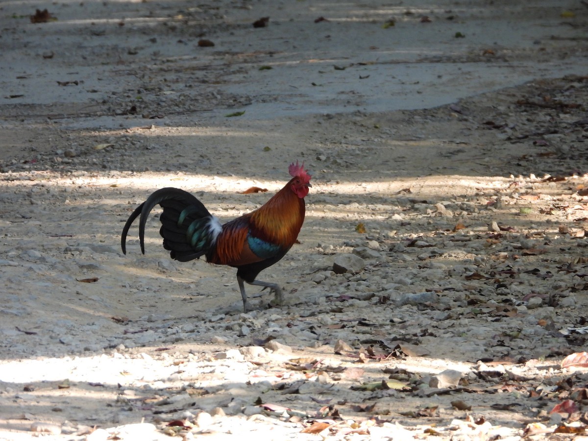 Red Junglefowl - ML647548057
