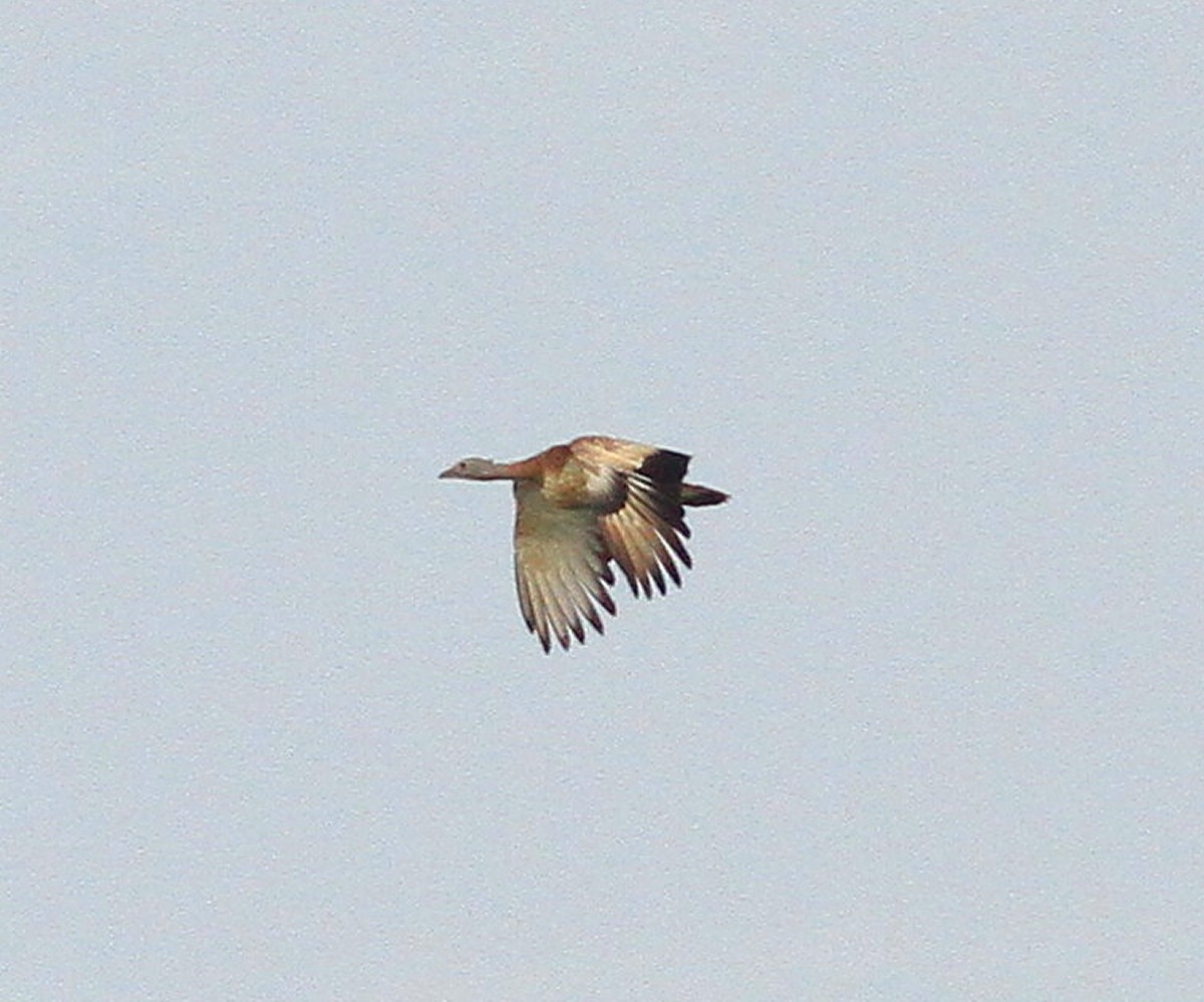 Great Bustard - ML647548060