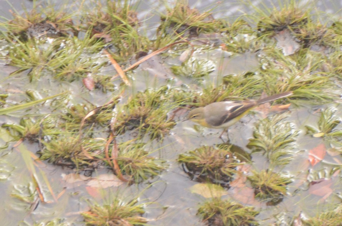 Gray Wagtail - ML647548061