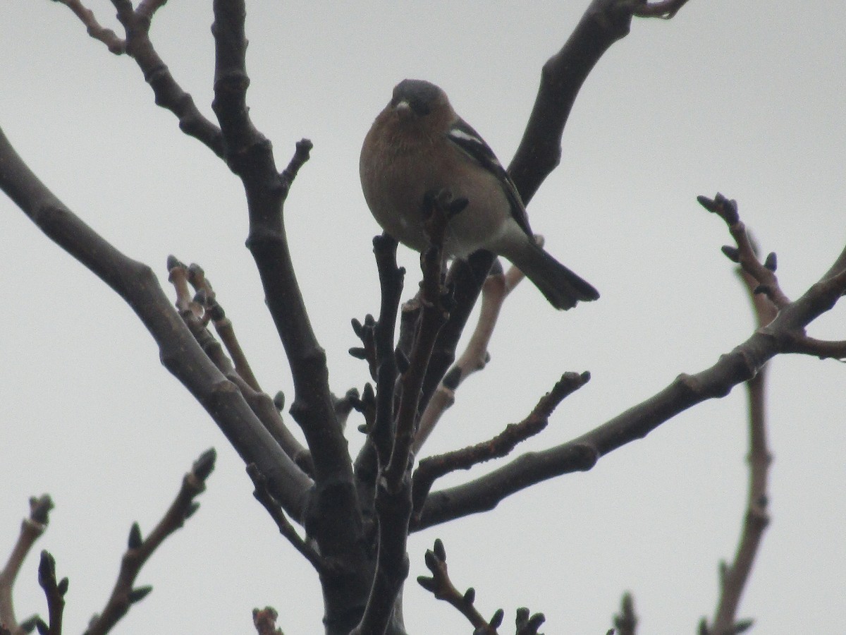 Common Chaffinch - ML647548062