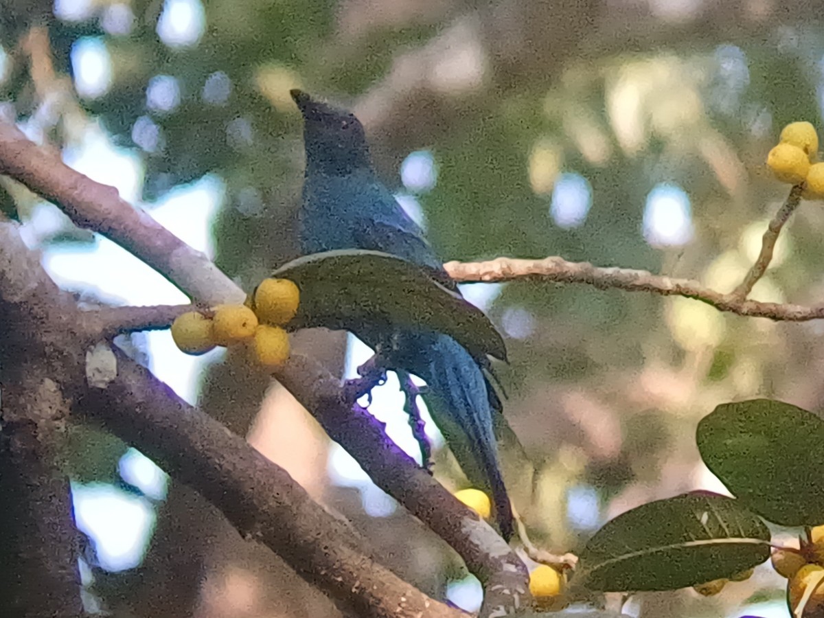 Asian Fairy-bluebird - ML647548065