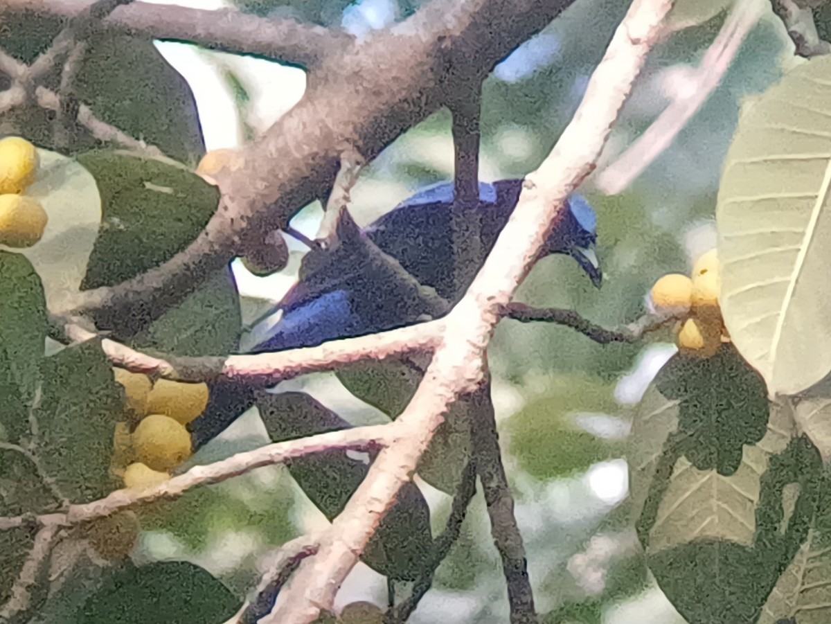 Asian Fairy-bluebird - ML647548066