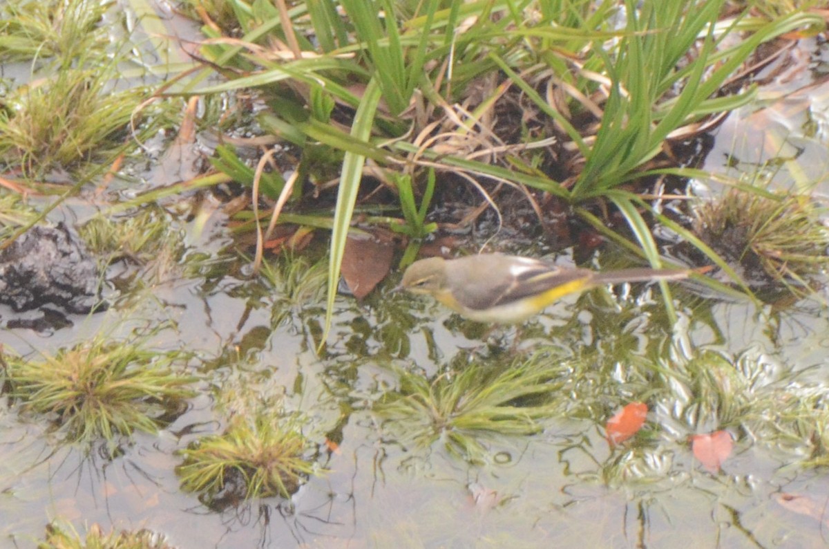 Gray Wagtail - ML647548067