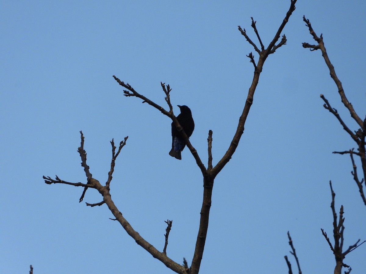Asian Fairy-bluebird - ML647548068