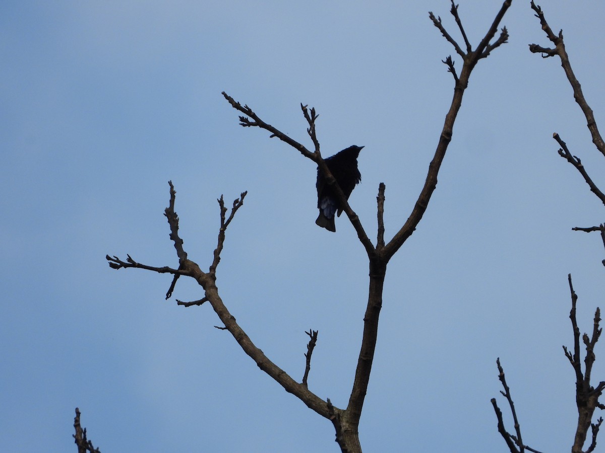 Asian Fairy-bluebird - ML647548069
