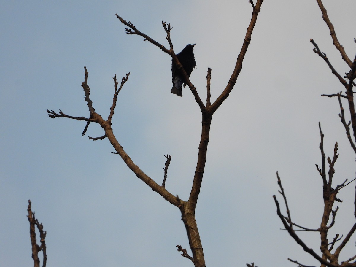 Asian Fairy-bluebird - ML647548070
