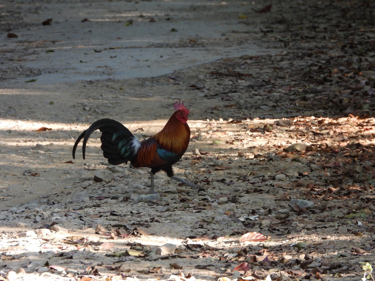 Red Junglefowl - ML647548073