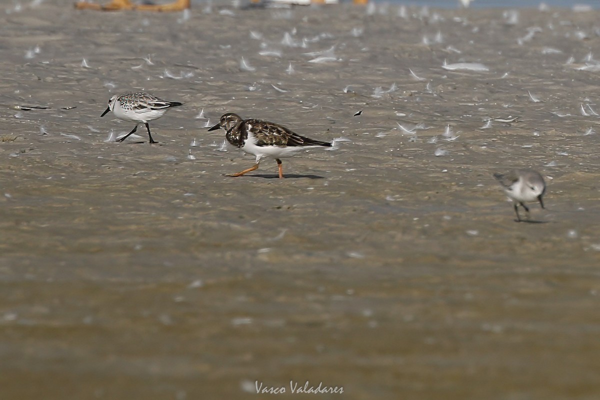 Ruddy Turnstone - ML647548074