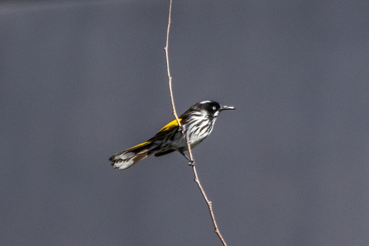 New Holland Honeyeater - ML647548075