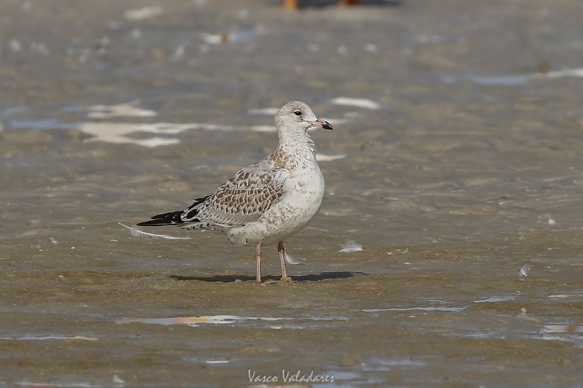 Ring-billed Gull - ML647548077