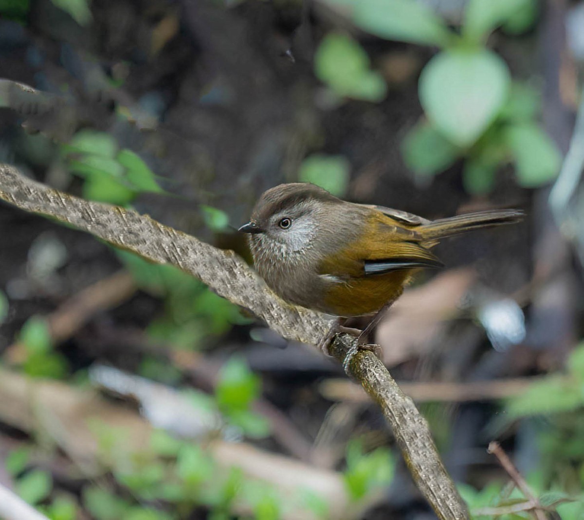 Manipur Fulvetta - ML647548078