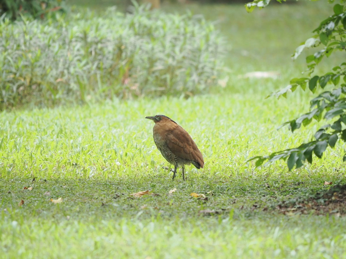 Malay Gece Balıkçılı - ML647548096