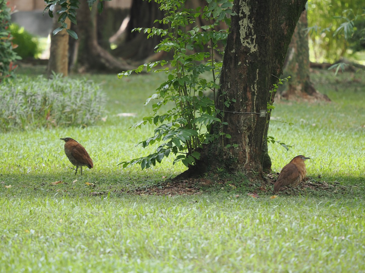 Malay Gece Balıkçılı - ML647548097