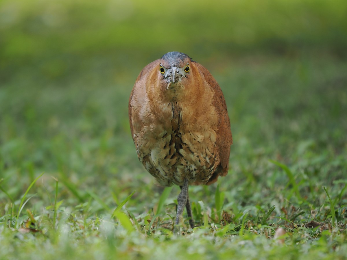 Malay Gece Balıkçılı - ML647548098