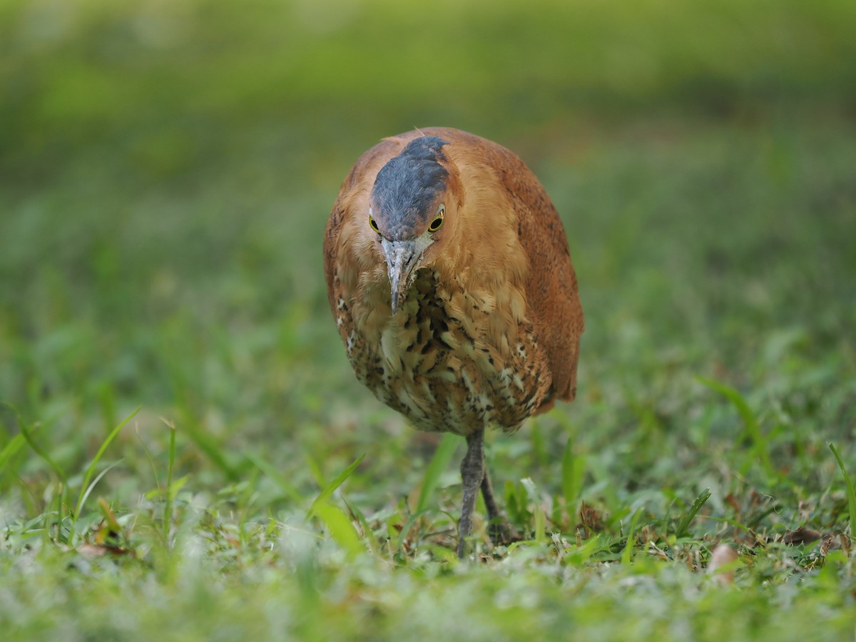 Malay Gece Balıkçılı - ML647548099