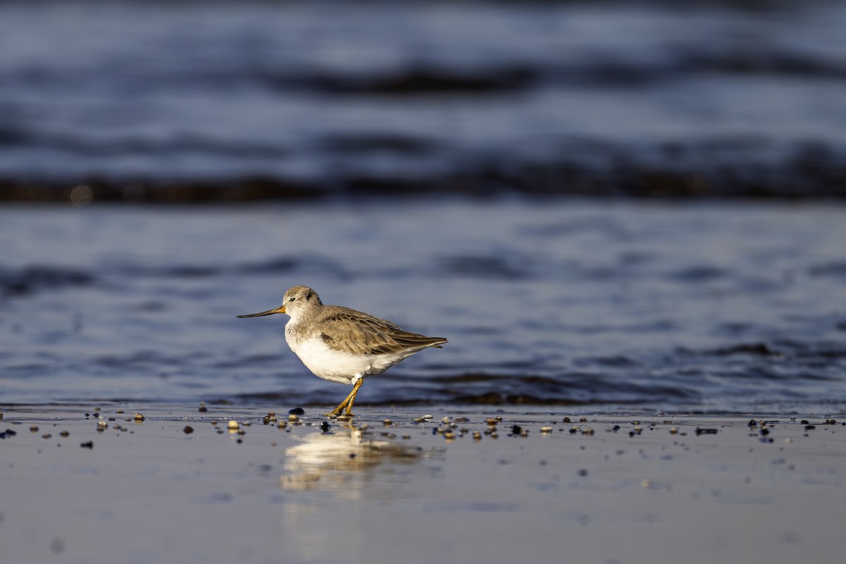 Terek Sandpiper - ML647548111