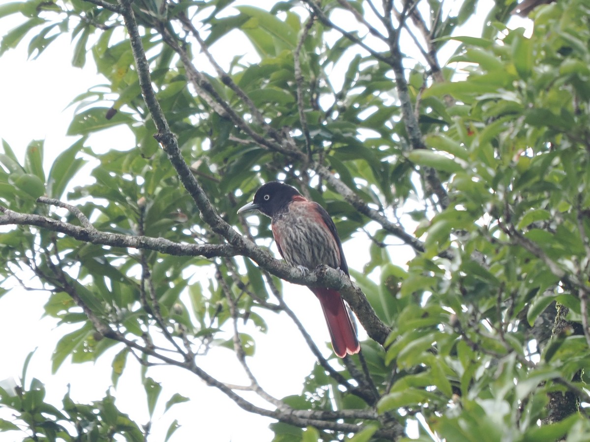 Maroon Oriole (Crimson) - ML647548112