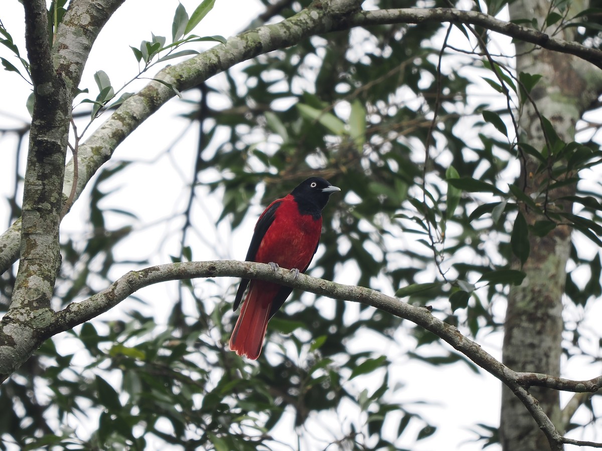 Maroon Oriole (Crimson) - ML647548113