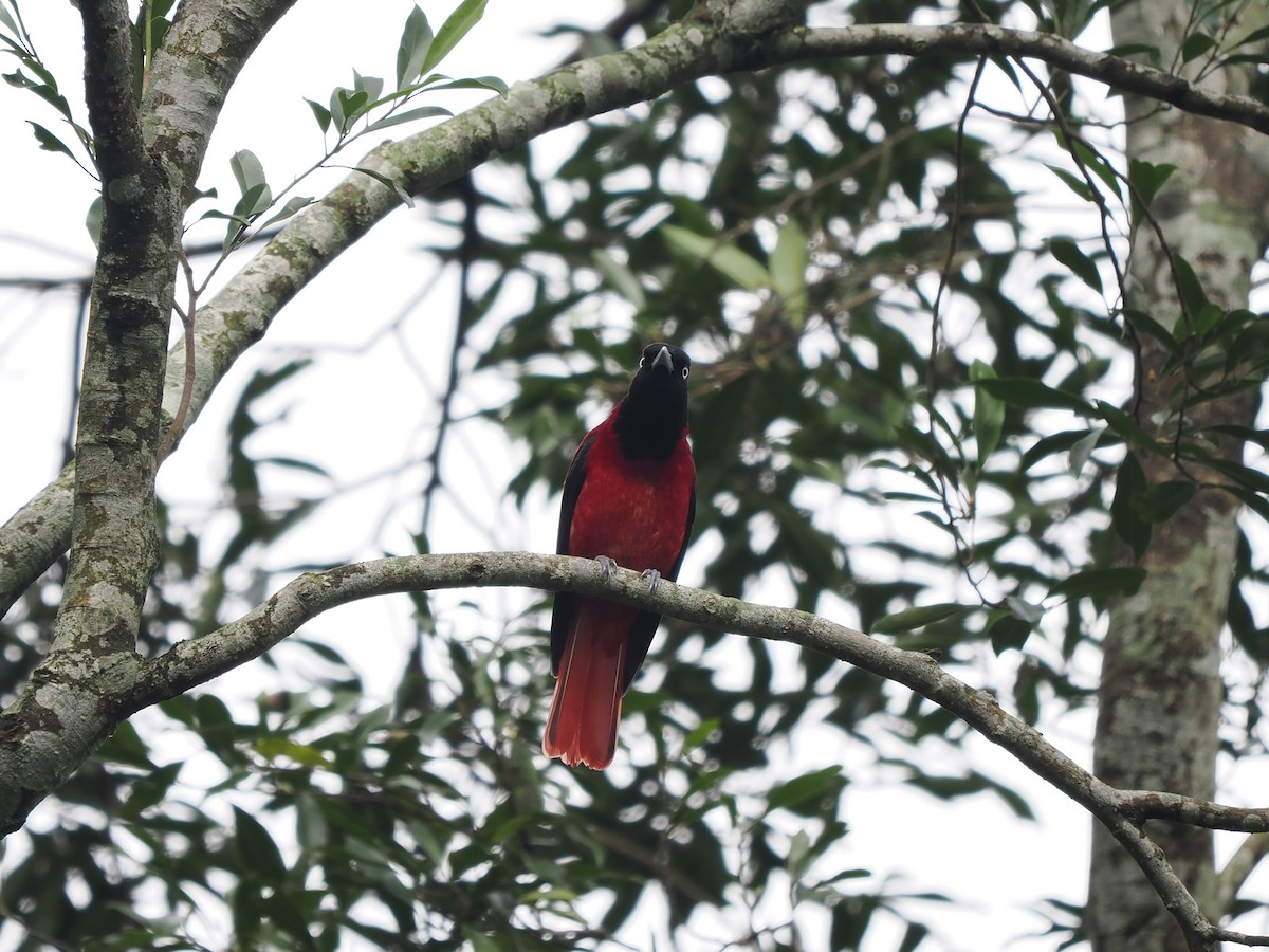 Maroon Oriole (Crimson) - ML647548114