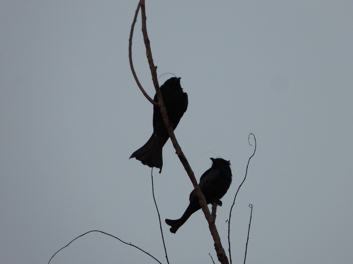 Hair-crested Drongo - ML647548152