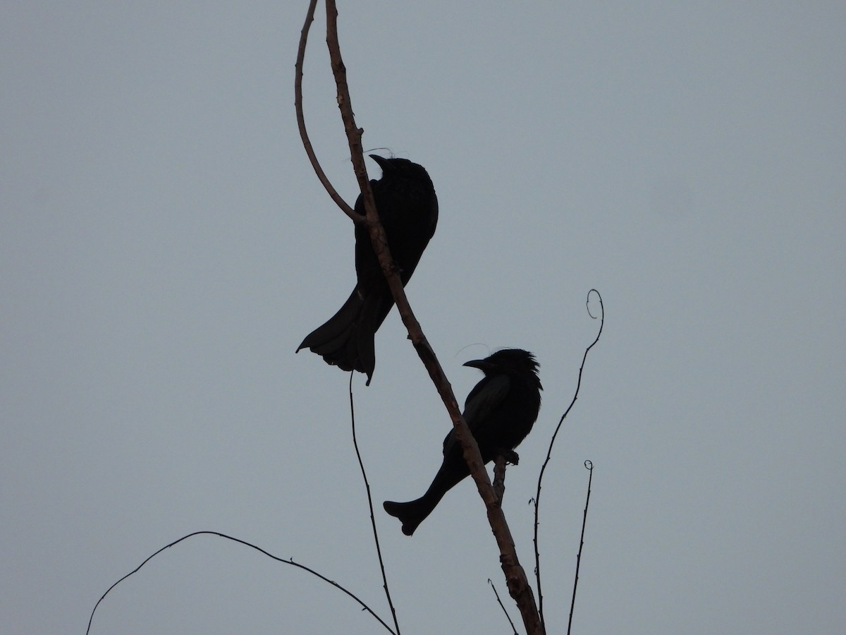 Hair-crested Drongo - ML647548153