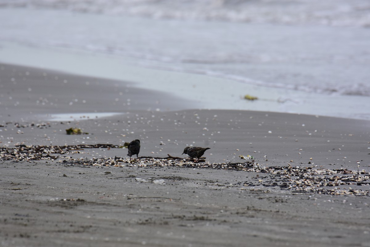 European Starling - ML647548175