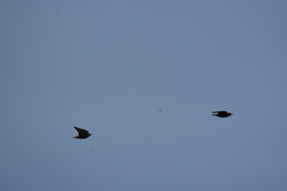 European Starling - ML647548176