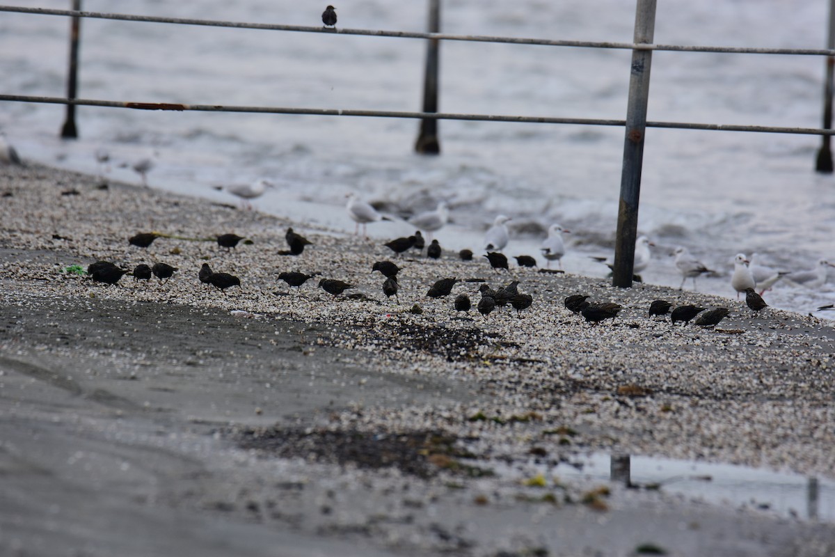 European Starling - ML647548178