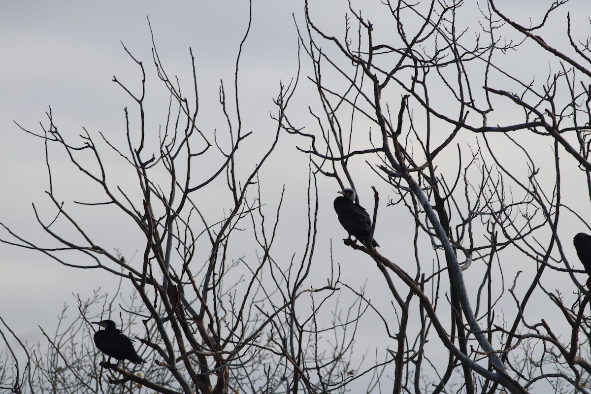 Great Cormorant - ML647548180