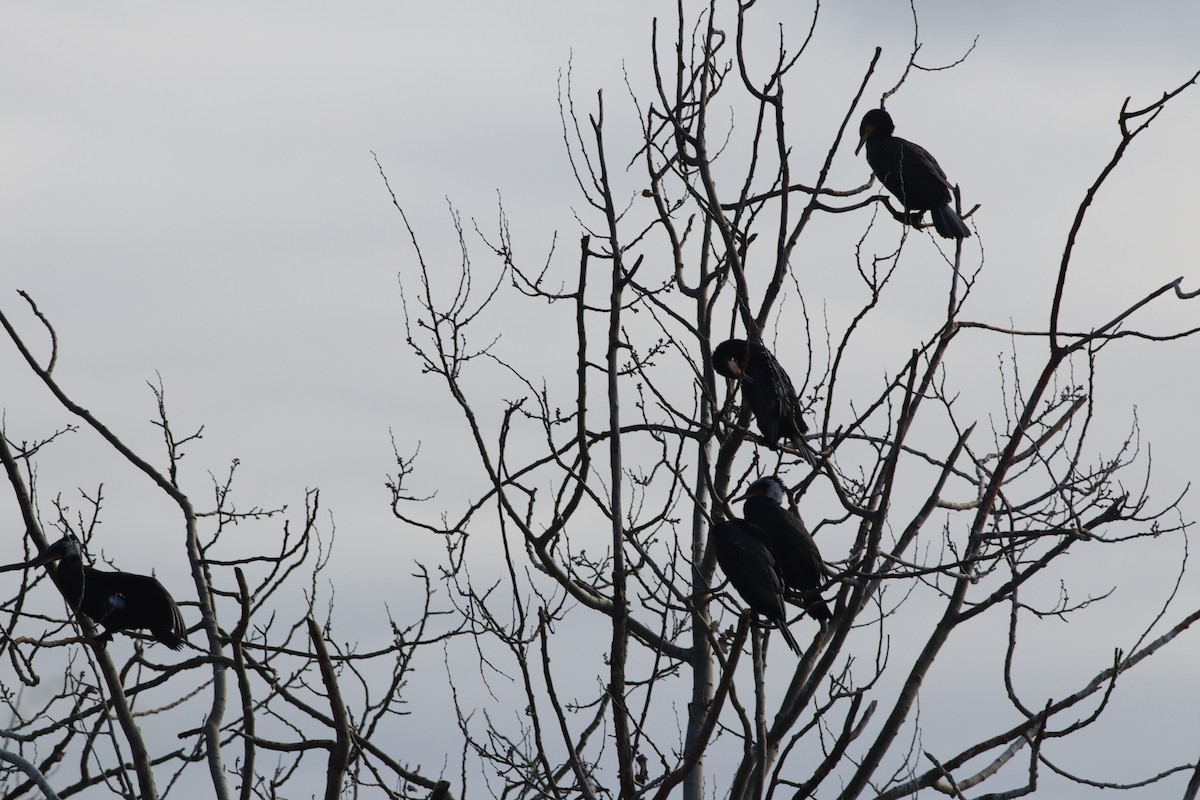 Great Cormorant - ML647548182