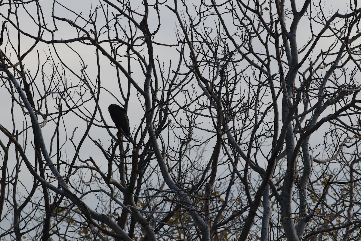 Great Cormorant - ML647548183