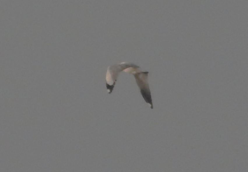 Gaviota Centroasiática - ML647548186