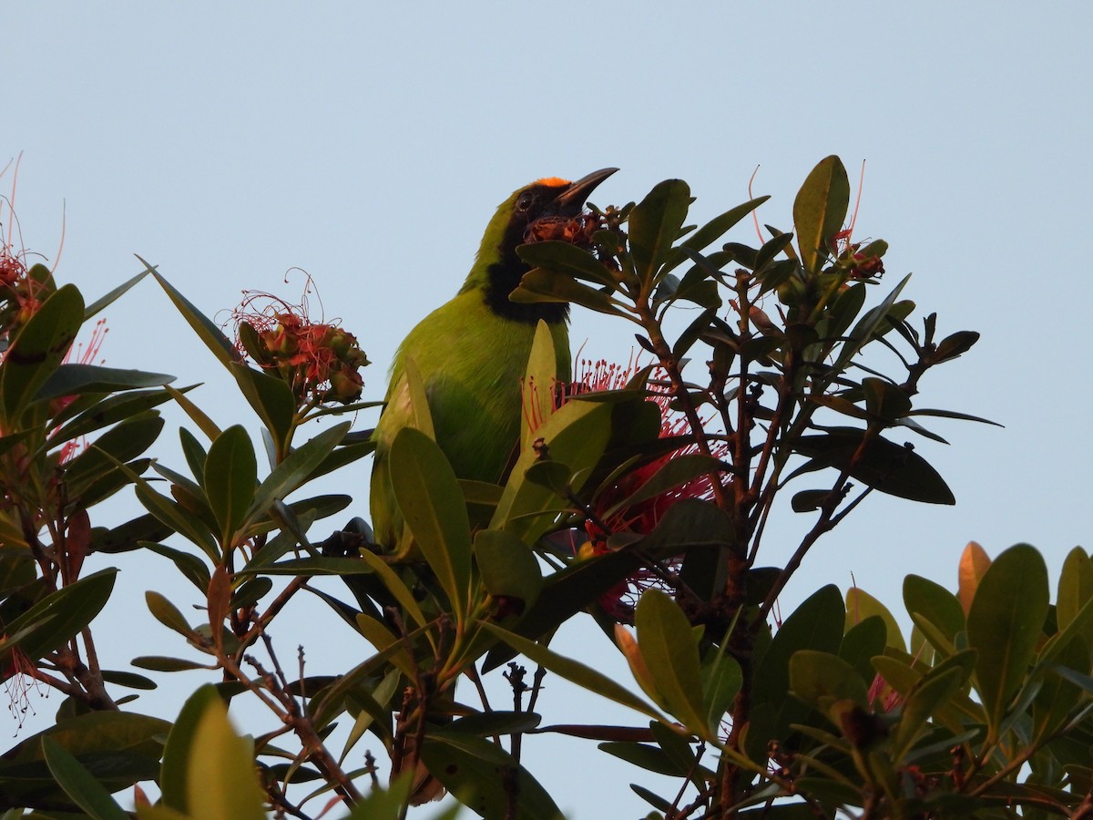 Золотолобая листовка - ML647548188